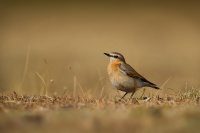 Belorit sedy alzirsky - Oenanthe oenanthe seebohmi - Seebohm's wheatear 9921